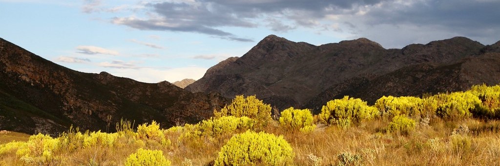 Swartberg_Flora_E Pos Swartberg_Flora_E Pos